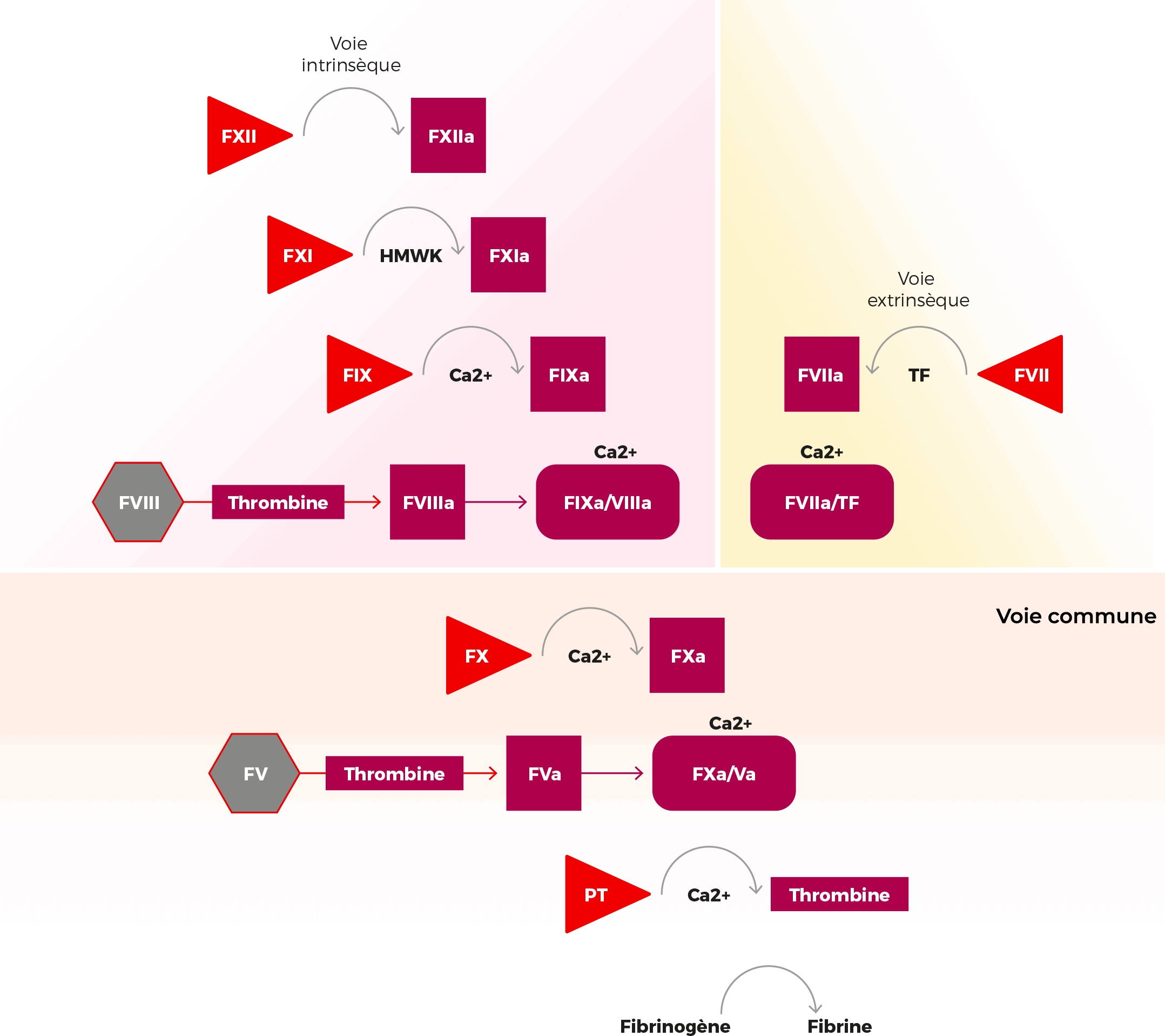schéma processus de coagulation 