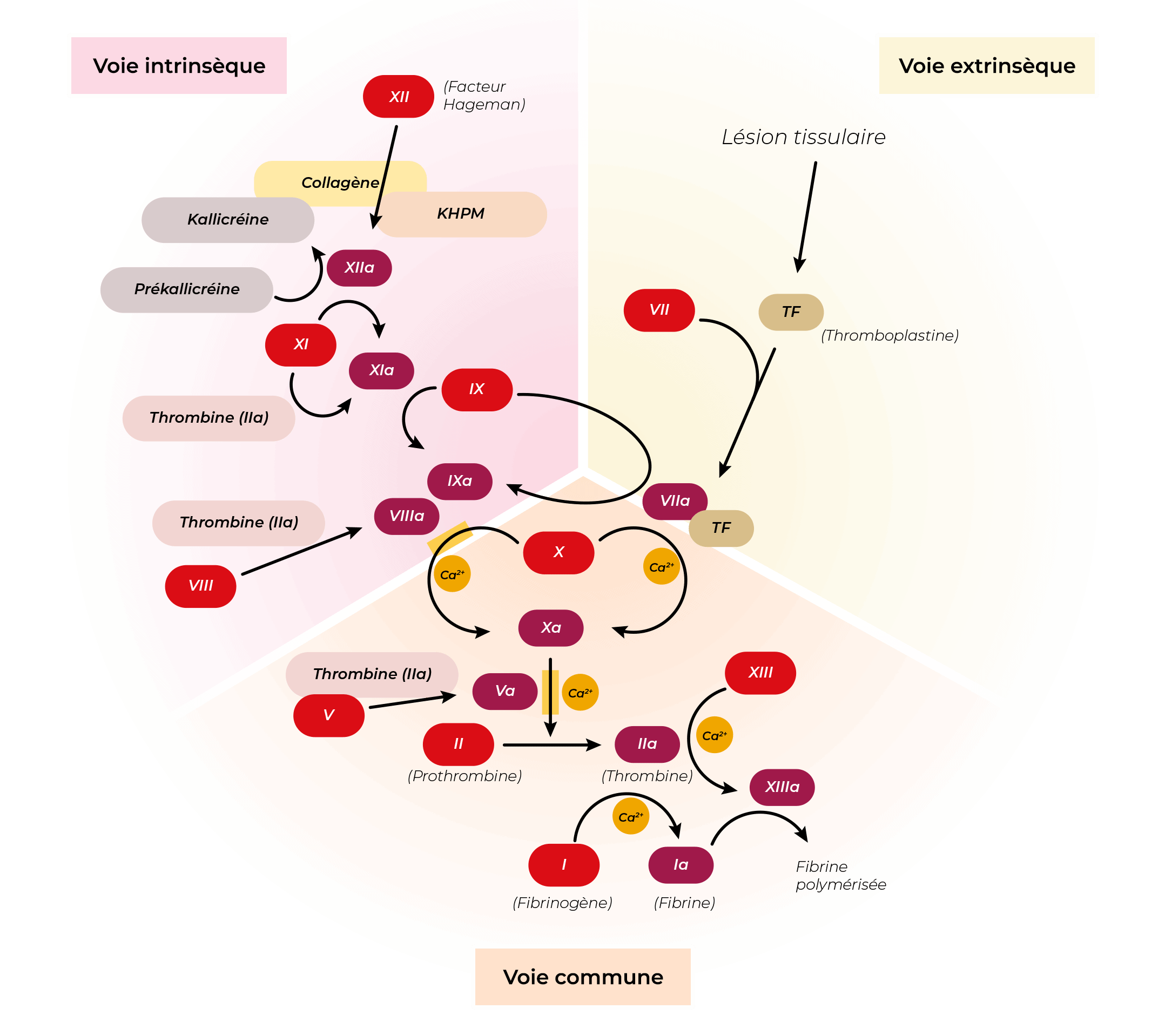 schéma processus de coagulation 